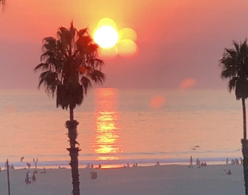 Palm trees on the beach with a sunset behind them