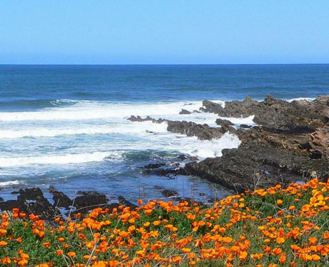 Poppyfield on the coastline with waves crashing in