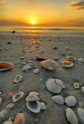 Seashells on the beach during the sunset