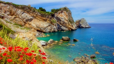 Coast line with poppy