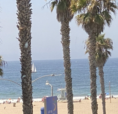 Palm trees in front of the beach